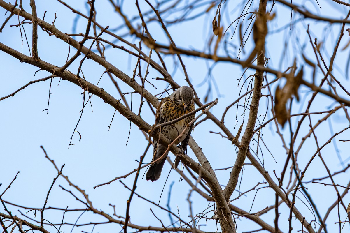 drozd kvíčala - ML647274424