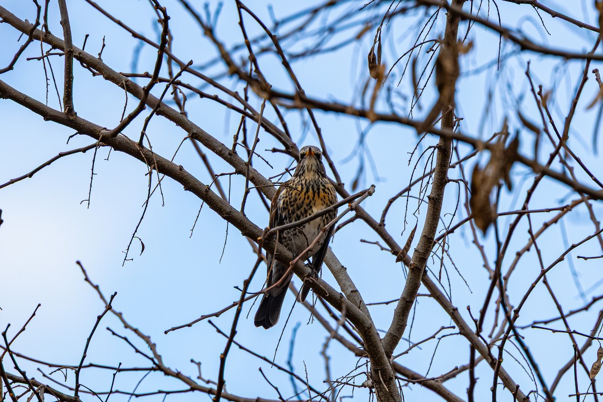 drozd kvíčala - ML647274425