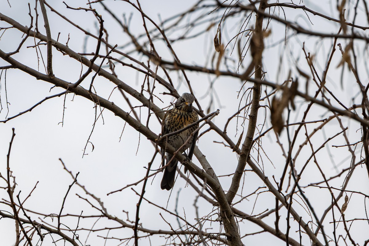 drozd kvíčala - ML647274426