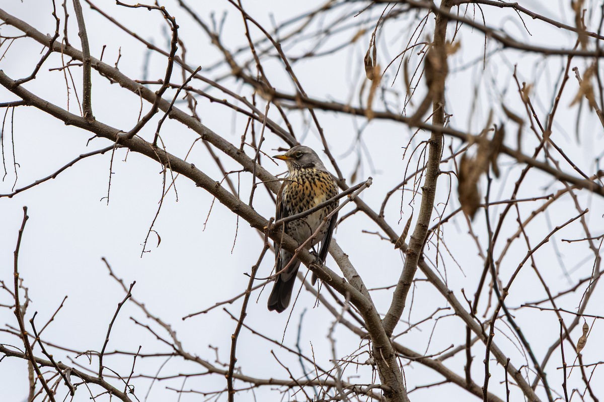 drozd kvíčala - ML647274427