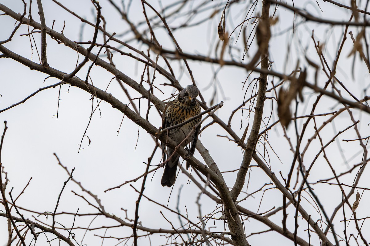 drozd kvíčala - ML647274428