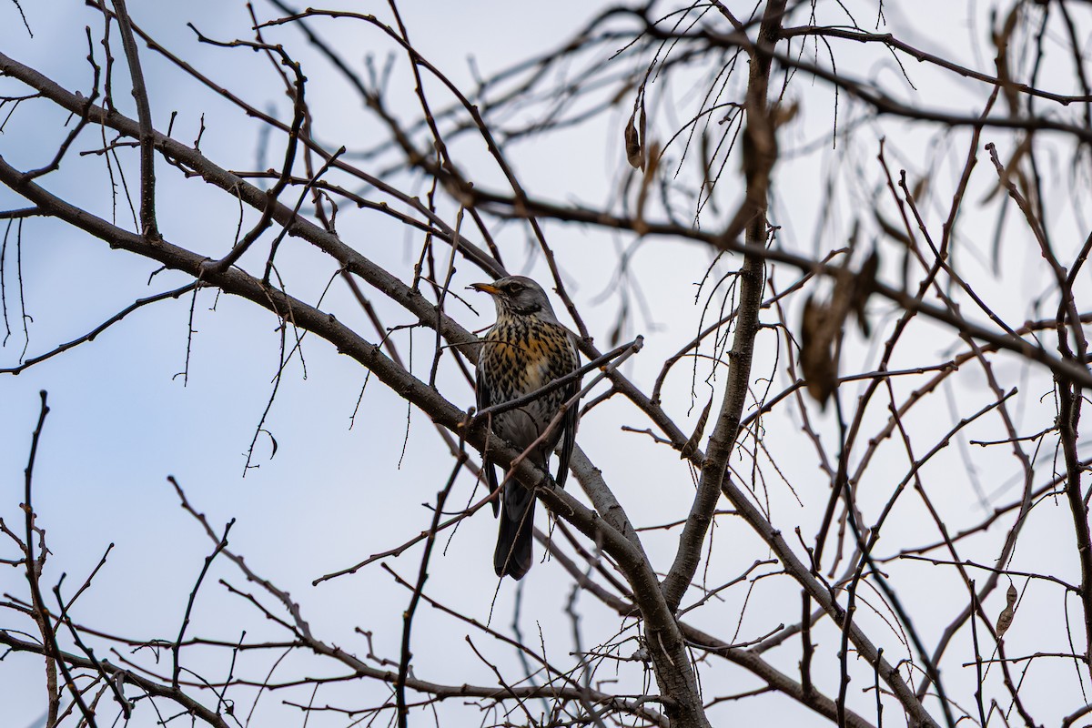 drozd kvíčala - ML647274429