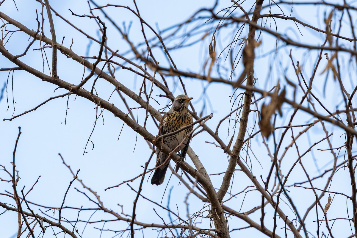 drozd kvíčala - ML647274430