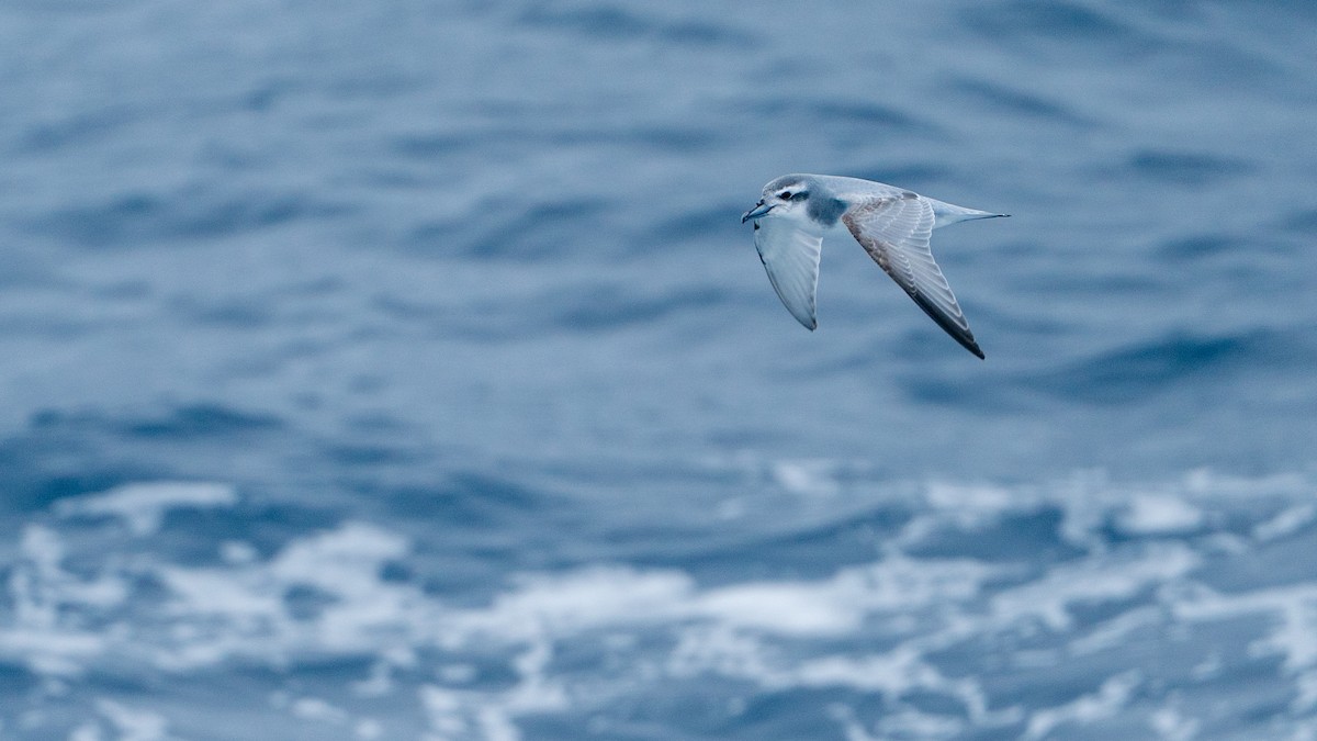 Antarctic Prion - ML647274434