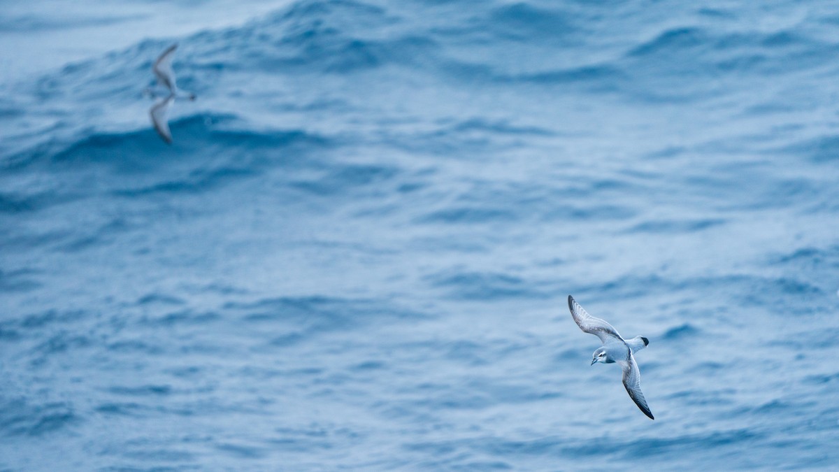 Antarctic Prion - ML647274435