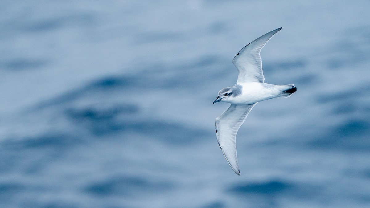 Antarctic Prion - ML647274436