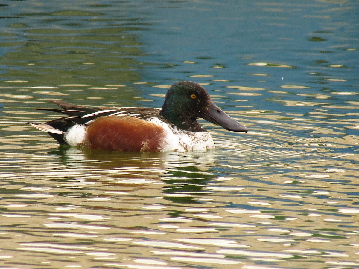 Mestolone - ML647274440