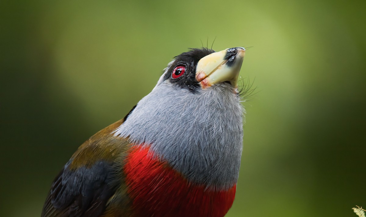 Toucan Barbet - ML647274446