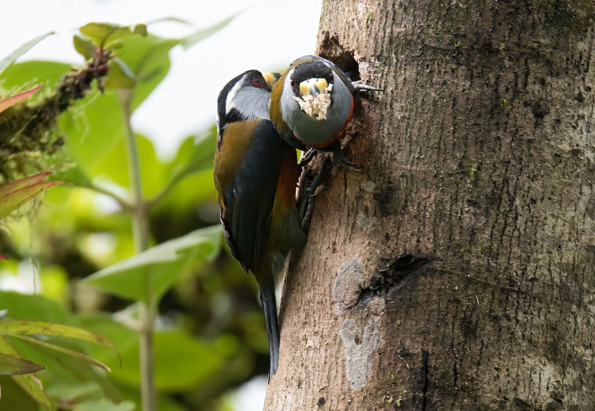 Toucan Barbet - ML647274447