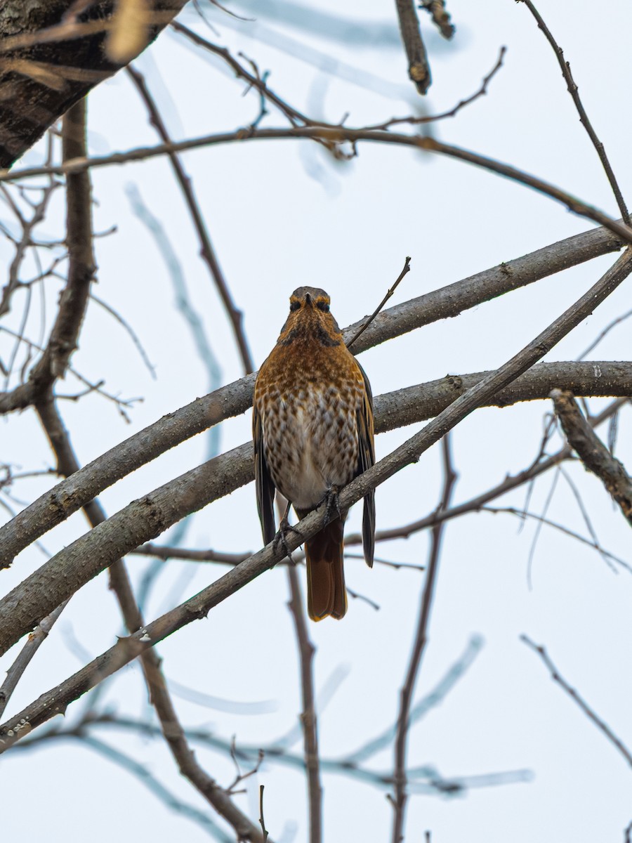 drozd rezavý - ML647274450