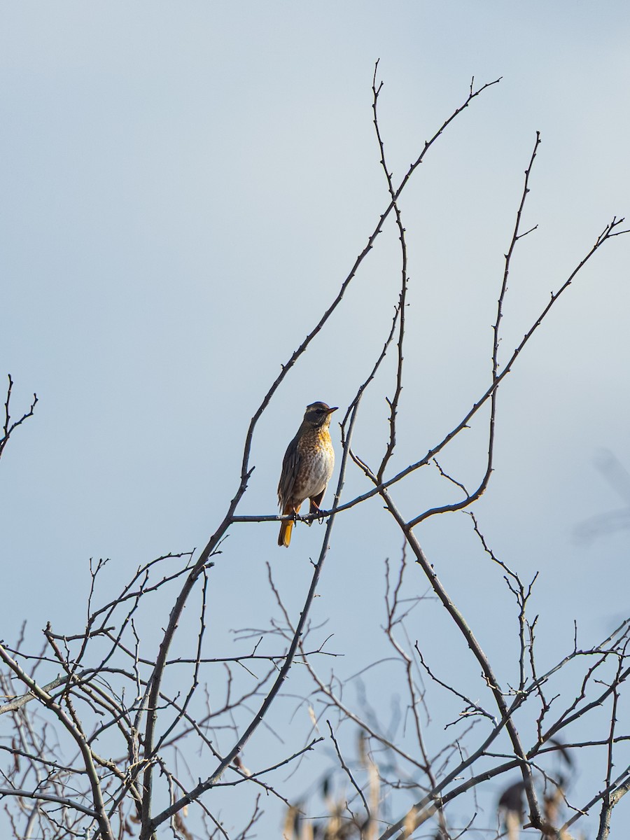 drozd rezavý - ML647274451