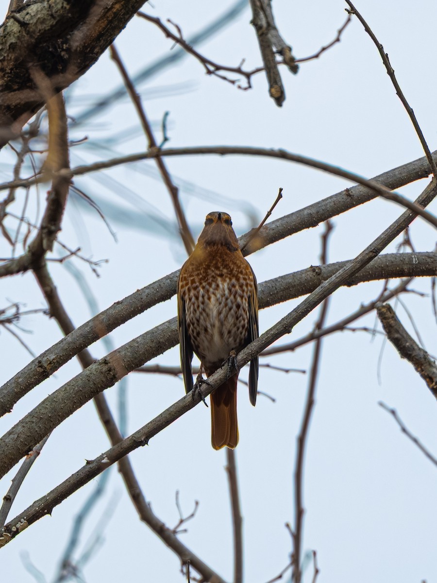 drozd rezavý - ML647274452