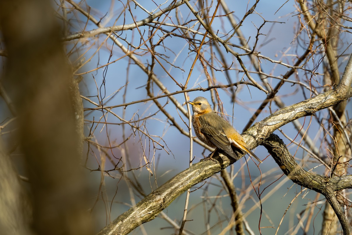 drozd rezavý - ML647274453