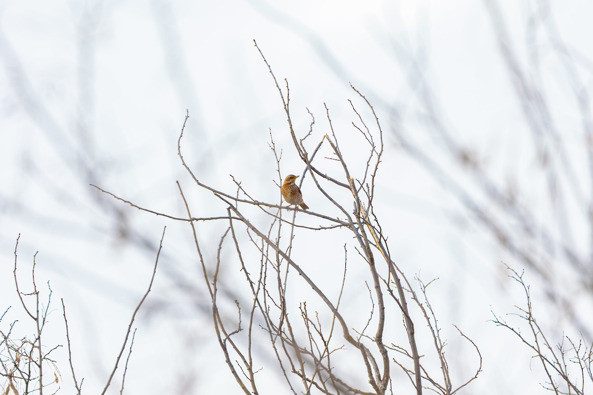 drozd rezavý - ML647274454