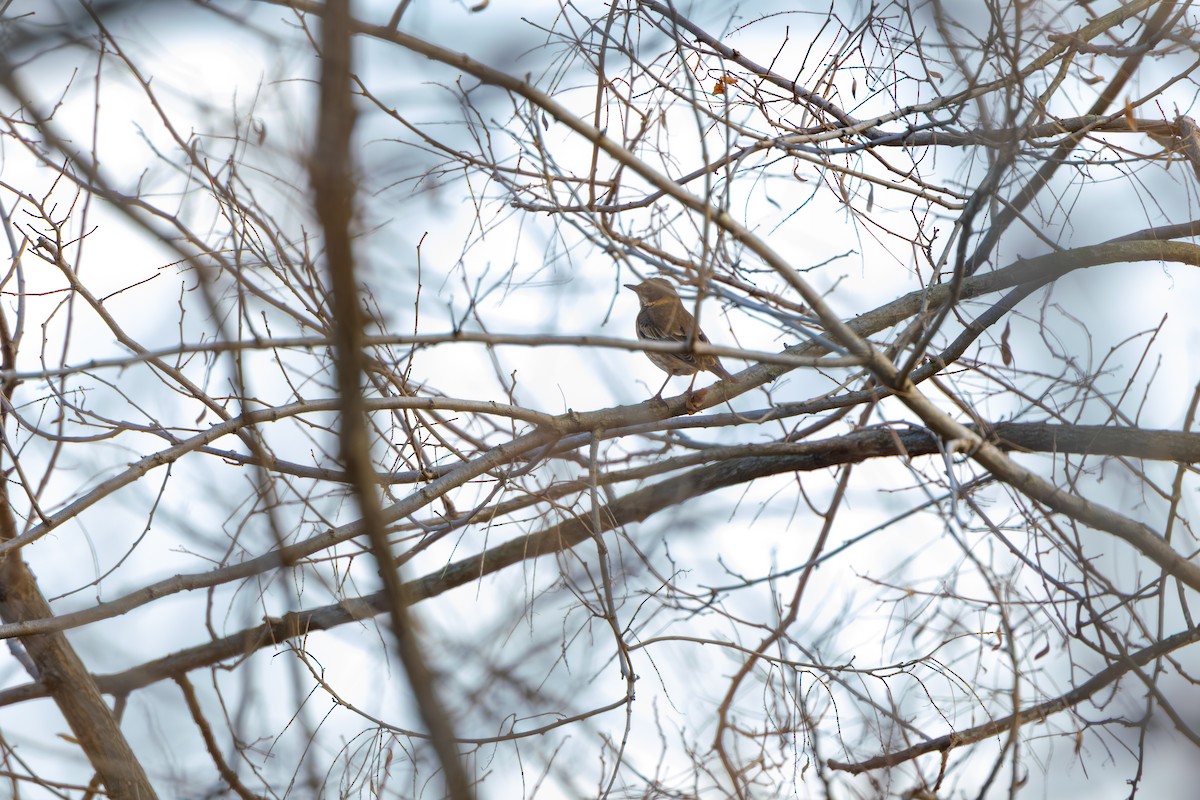 drozd rezavý - ML647274455