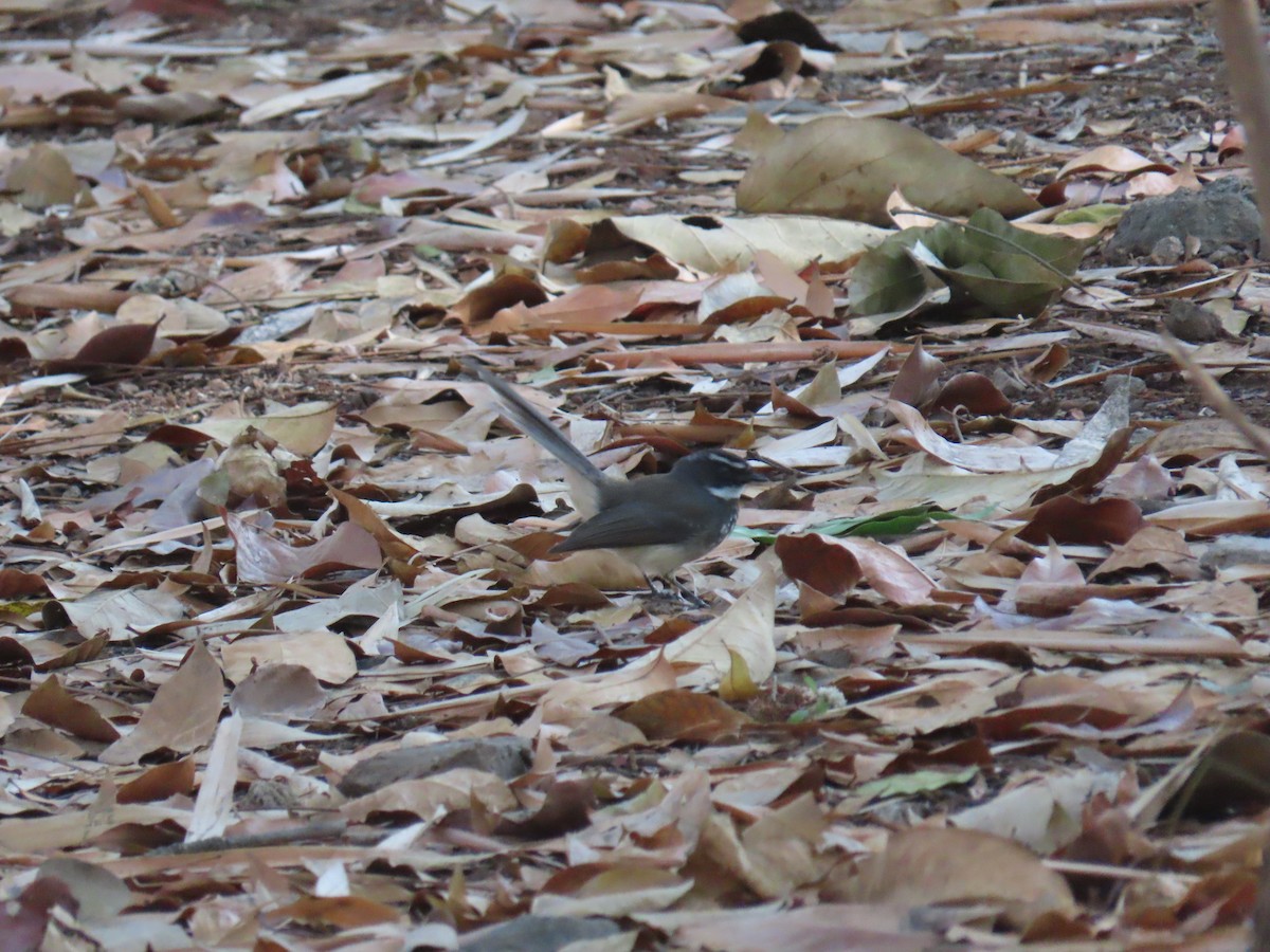Spot-breasted Fantail - ML647274462