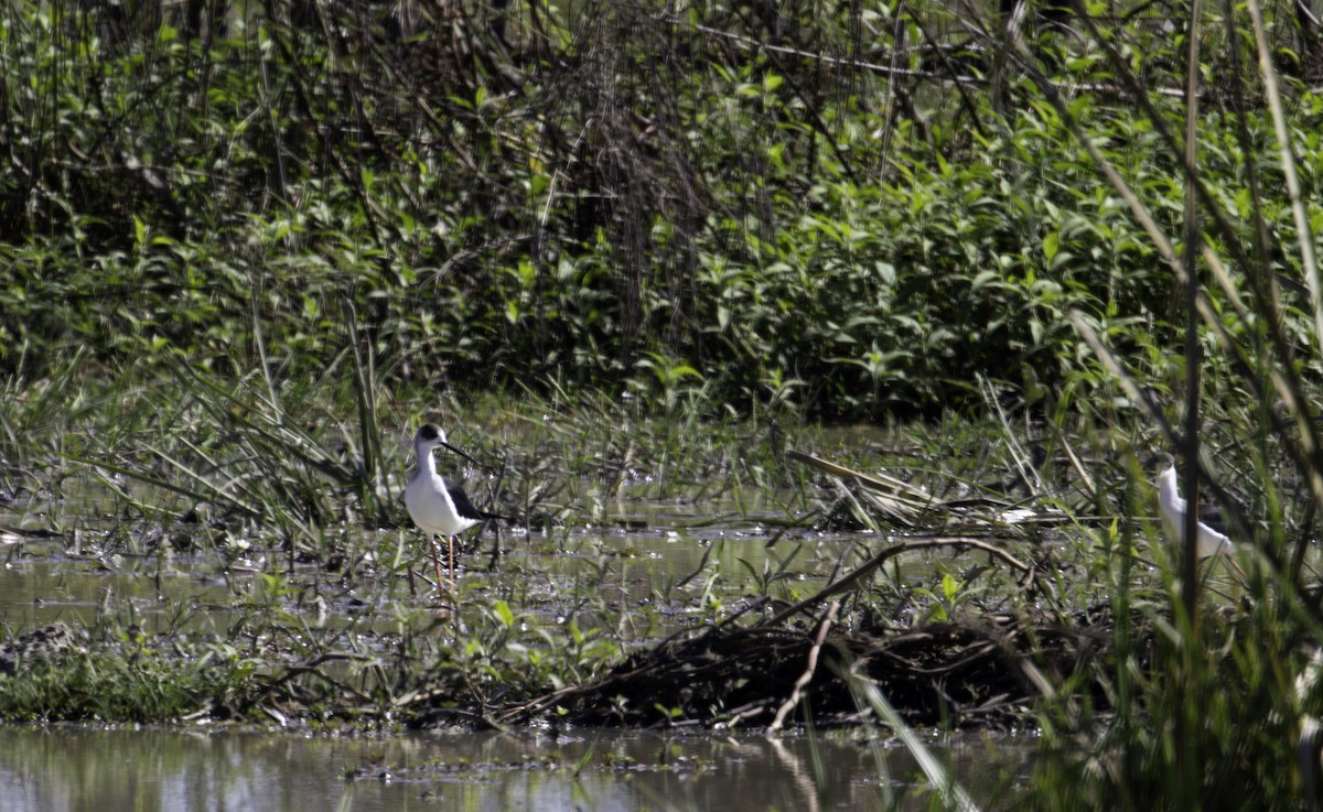 Black-winged Stilt - ML647274467