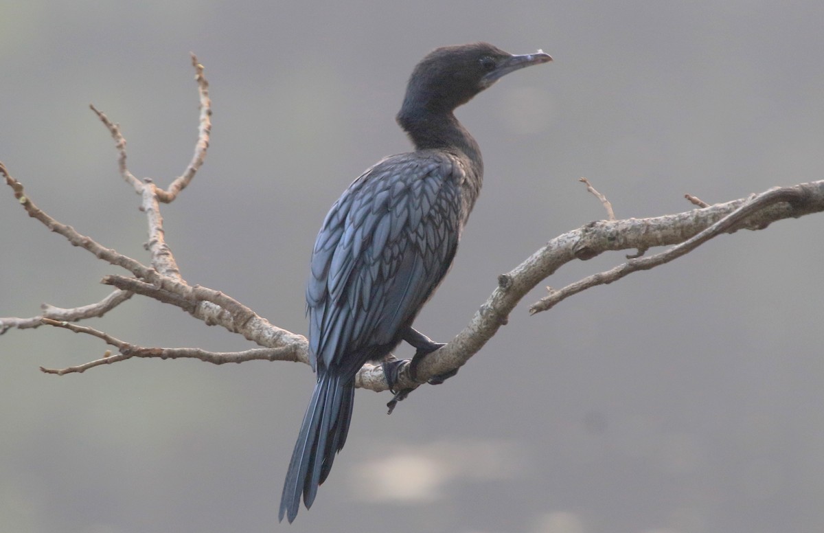 Kleinscharbe - ML647274471