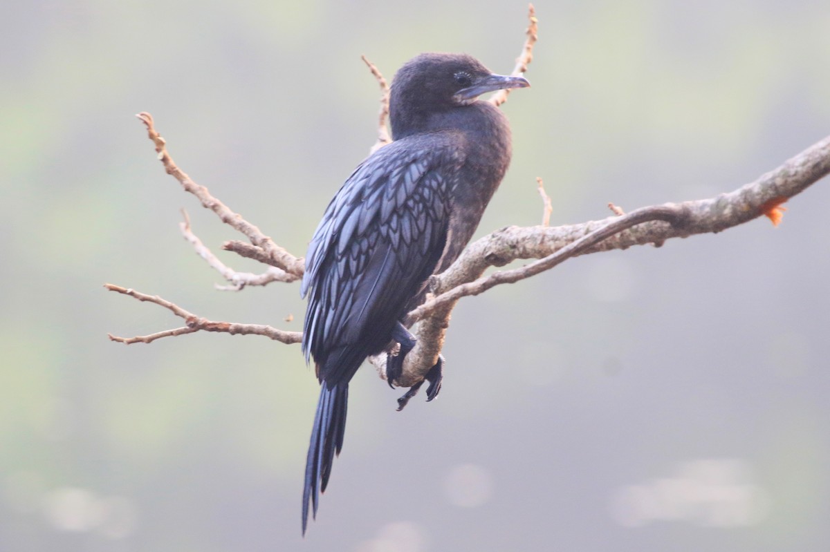 Kleinscharbe - ML647274472