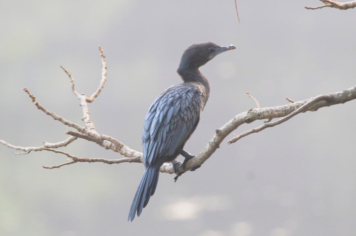 Kleinscharbe - ML647274473