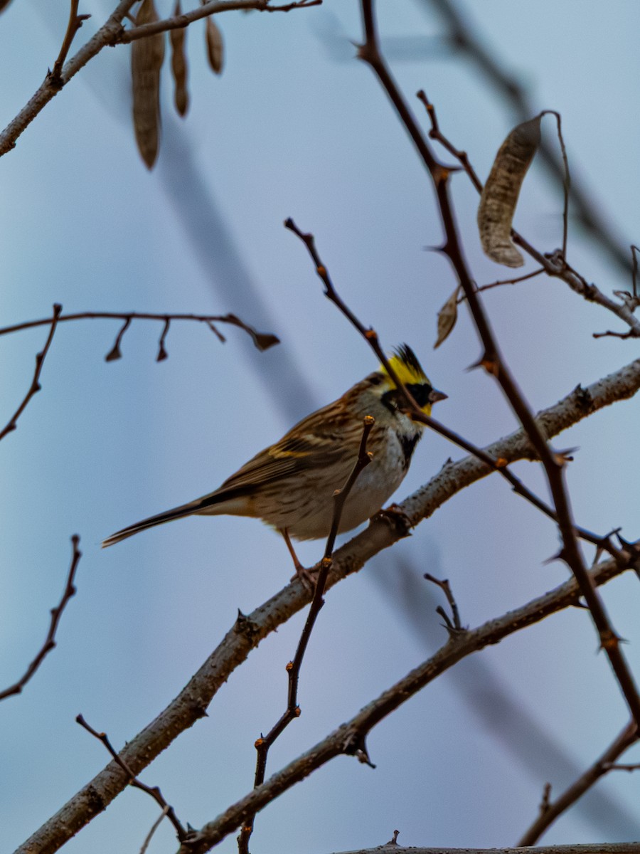 strnad žlutohrdlý - ML647274489