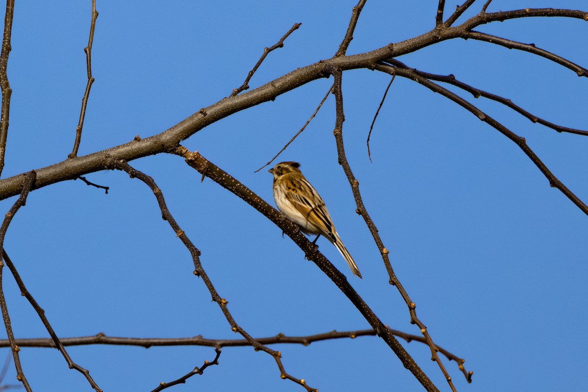 strnad rákosní - ML647274490