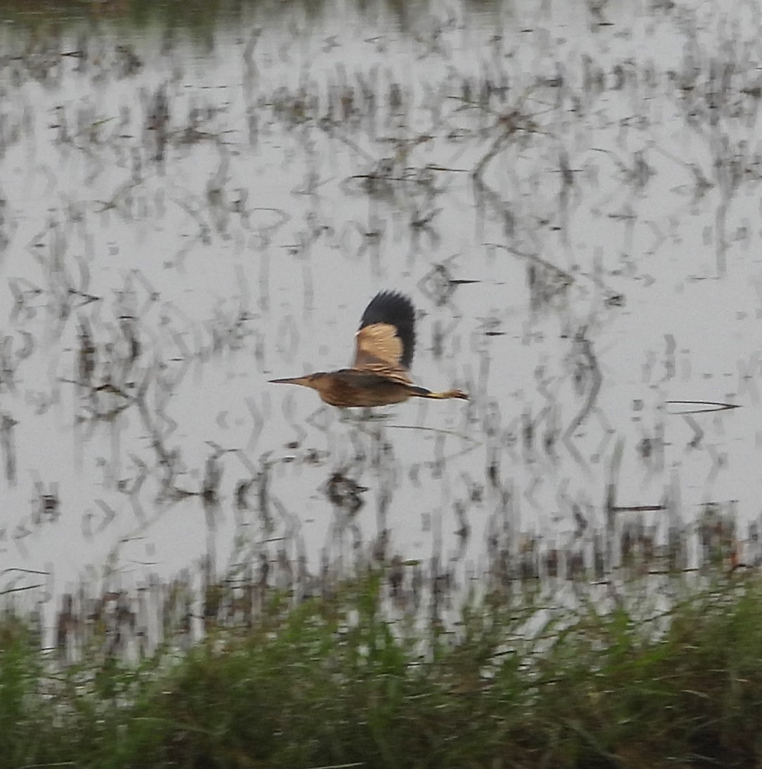 Yellow Bittern - ML647274491