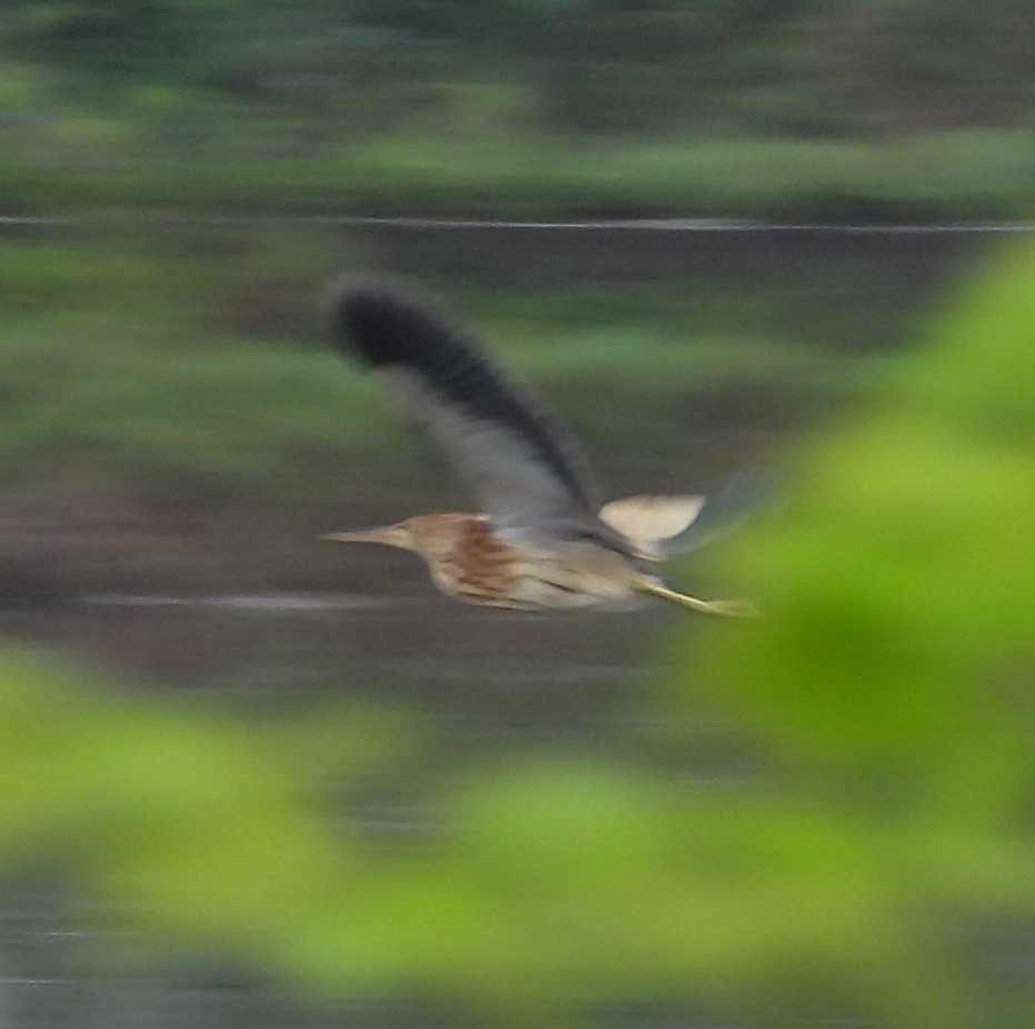 Yellow Bittern - ML647274492