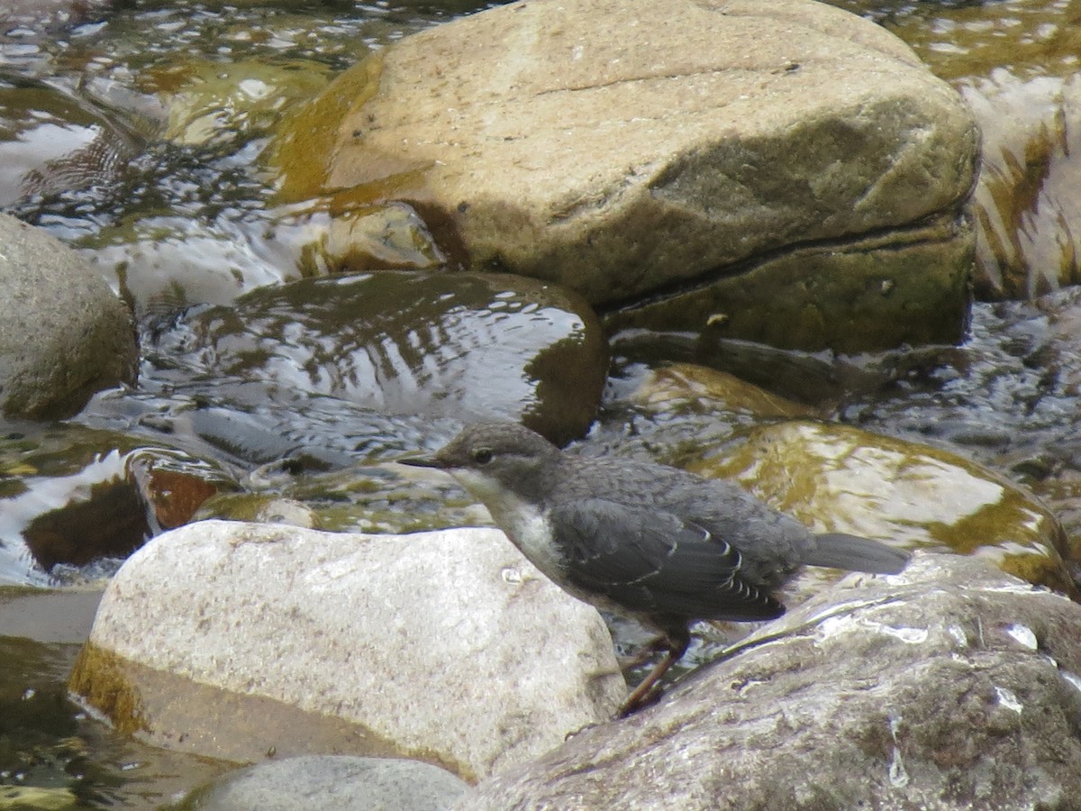 White-throated Dipper - ML647274493