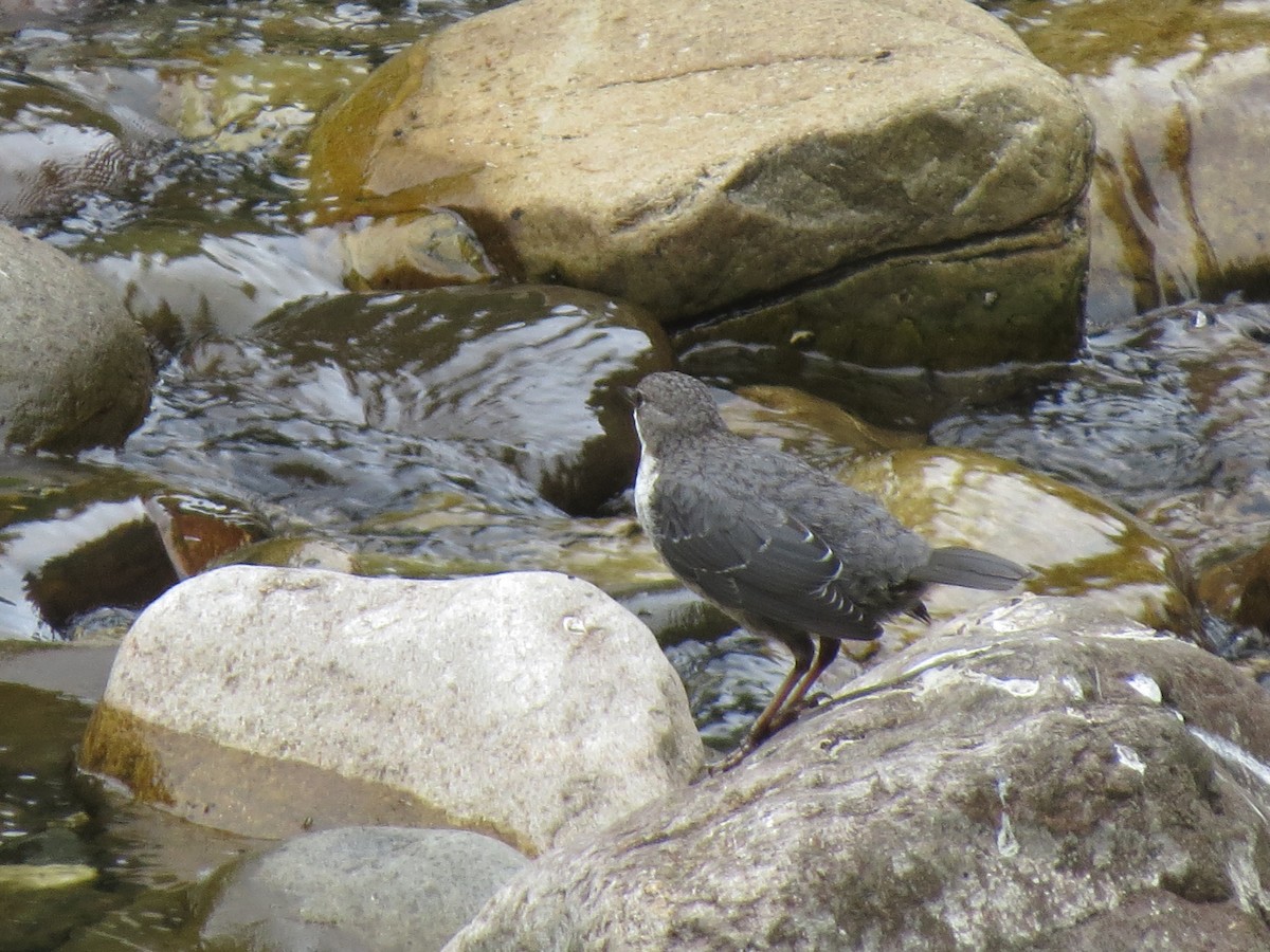 White-throated Dipper - ML647274494