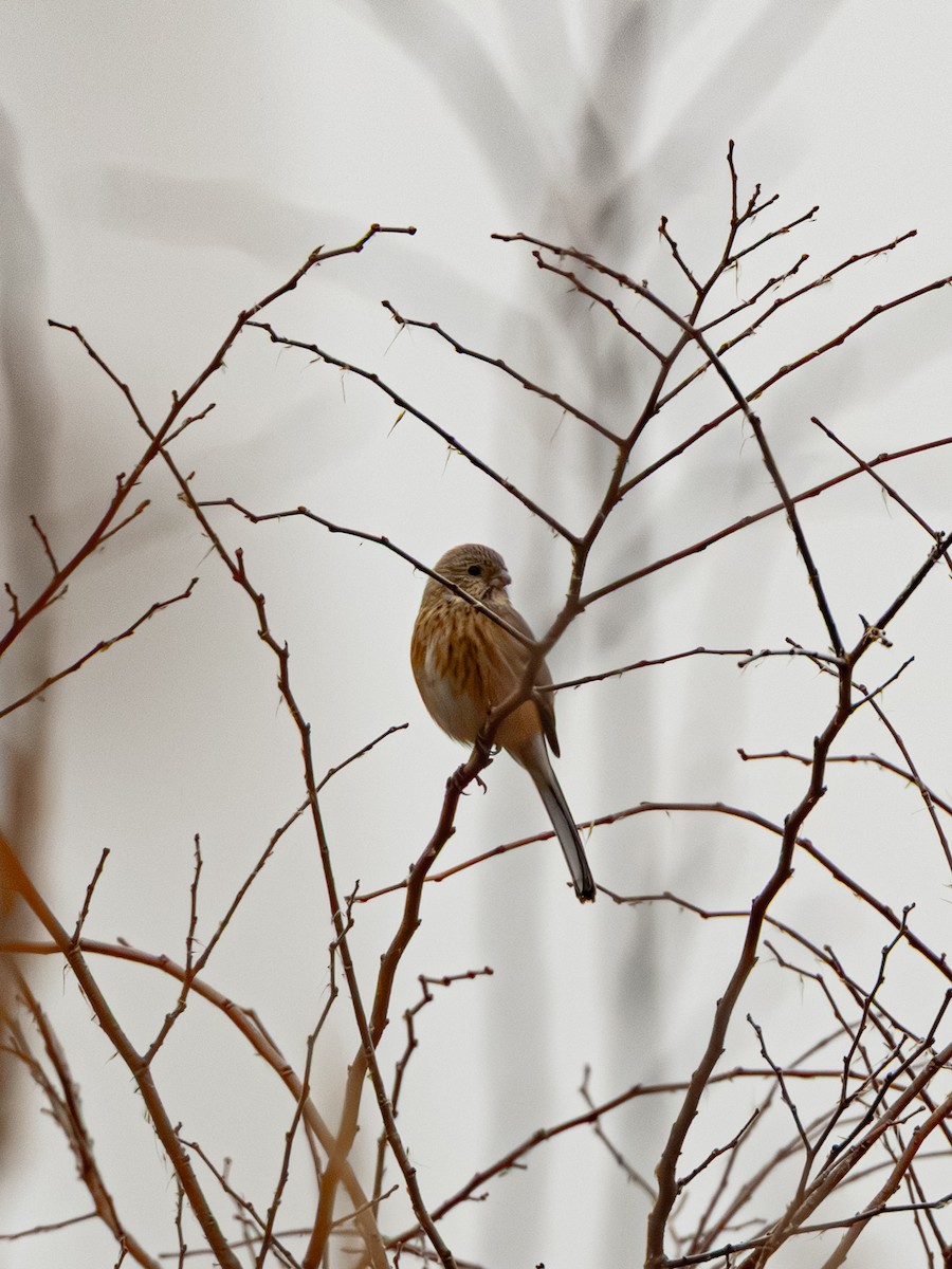 hýl sibiřský - ML647274495