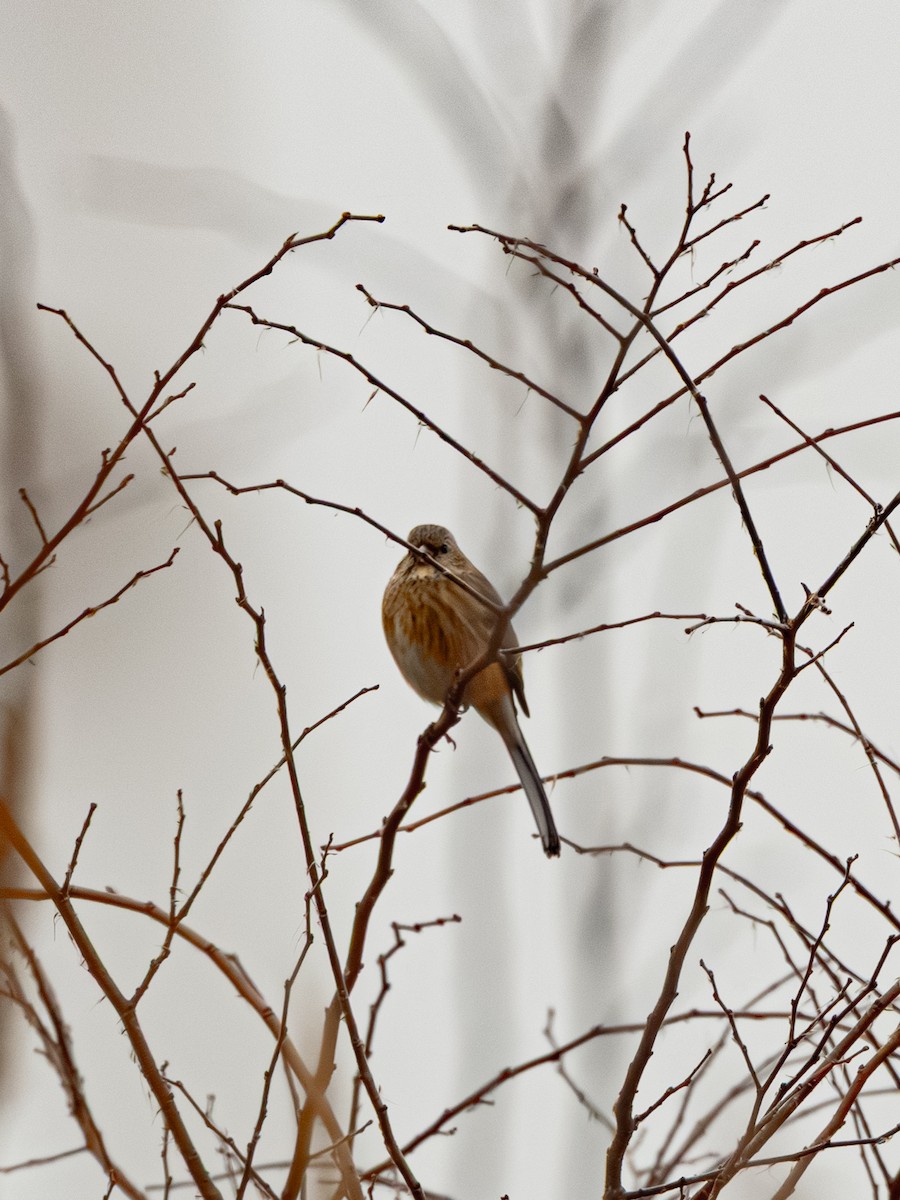 hýl sibiřský - ML647274496