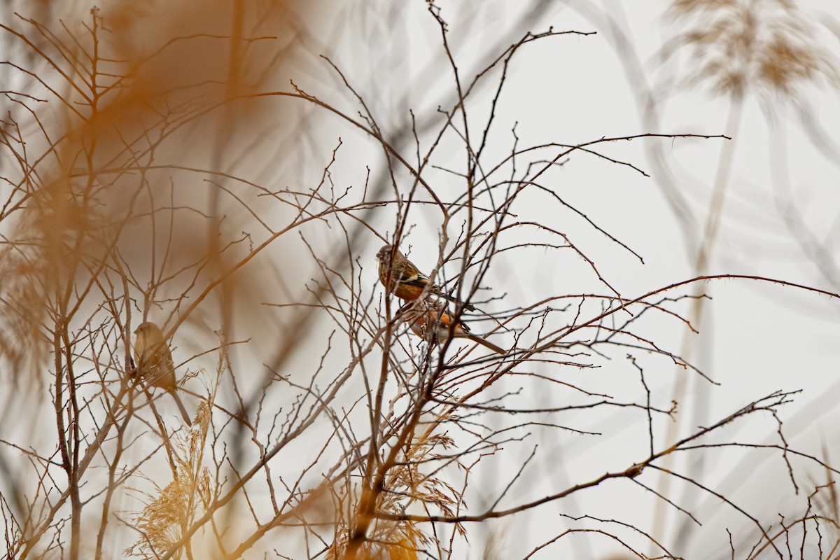 hýl sibiřský - ML647274497