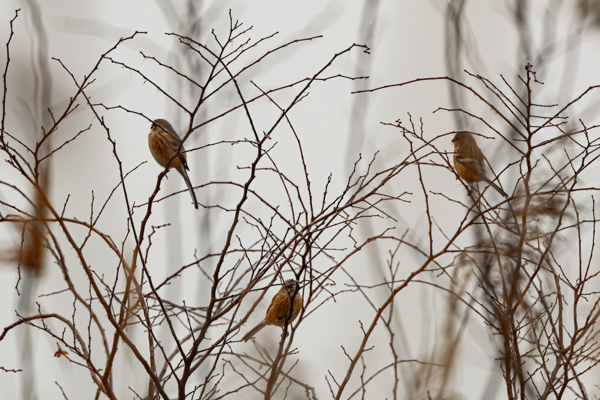 hýl sibiřský - ML647274498