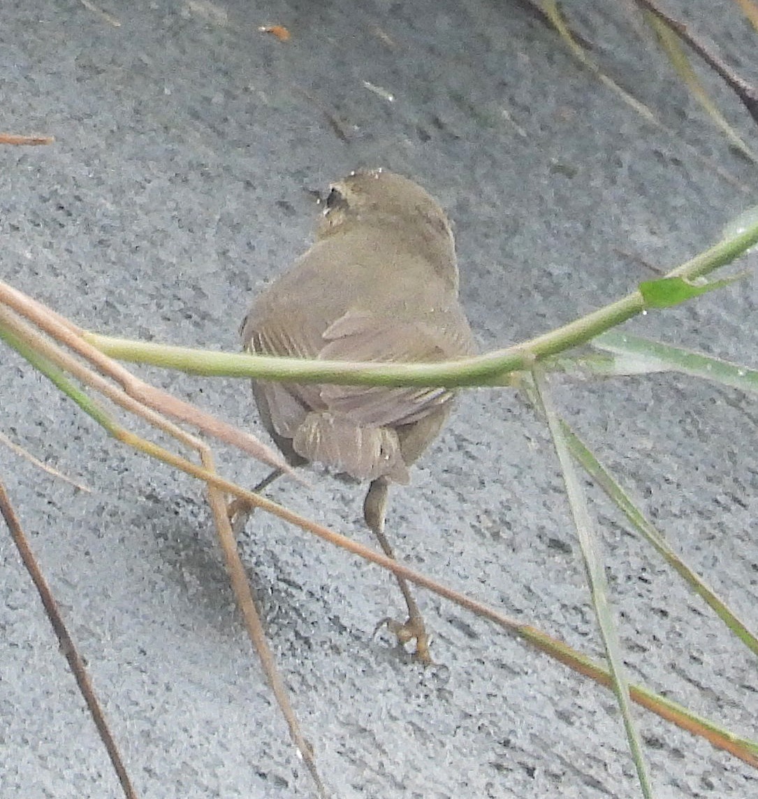 Dusky Warbler - ML647274501
