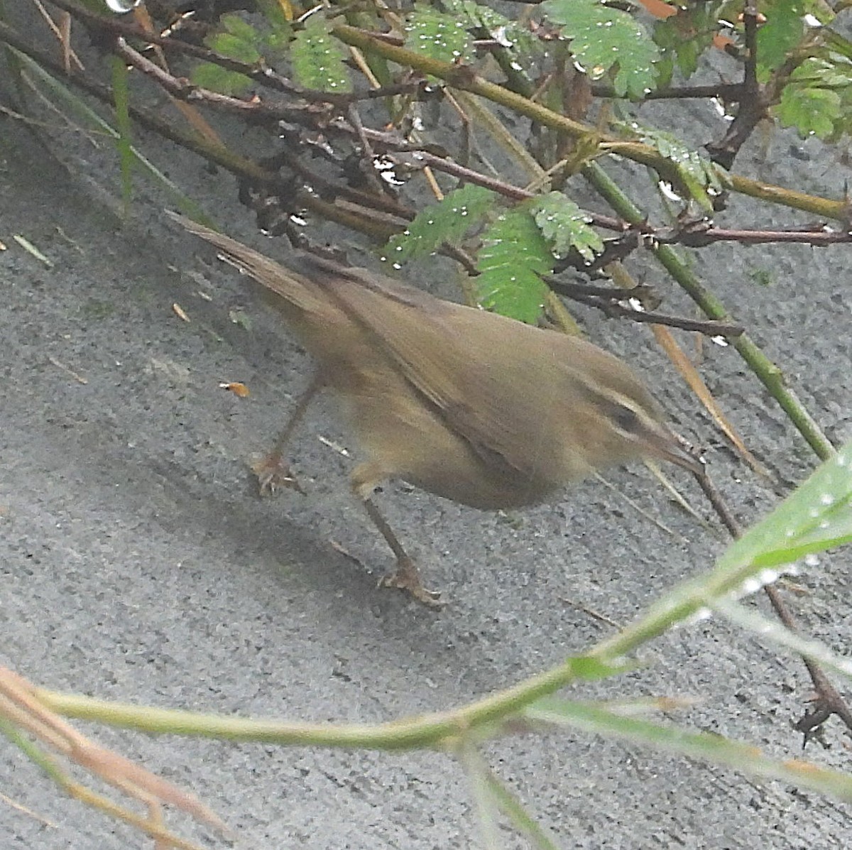 Dusky Warbler - ML647274502