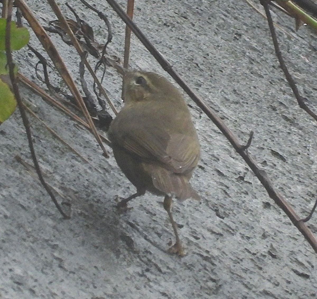 Dusky Warbler - ML647274503