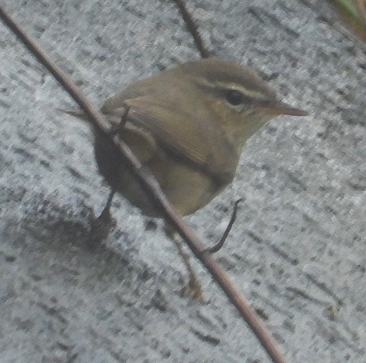 Dusky Warbler - ML647274504