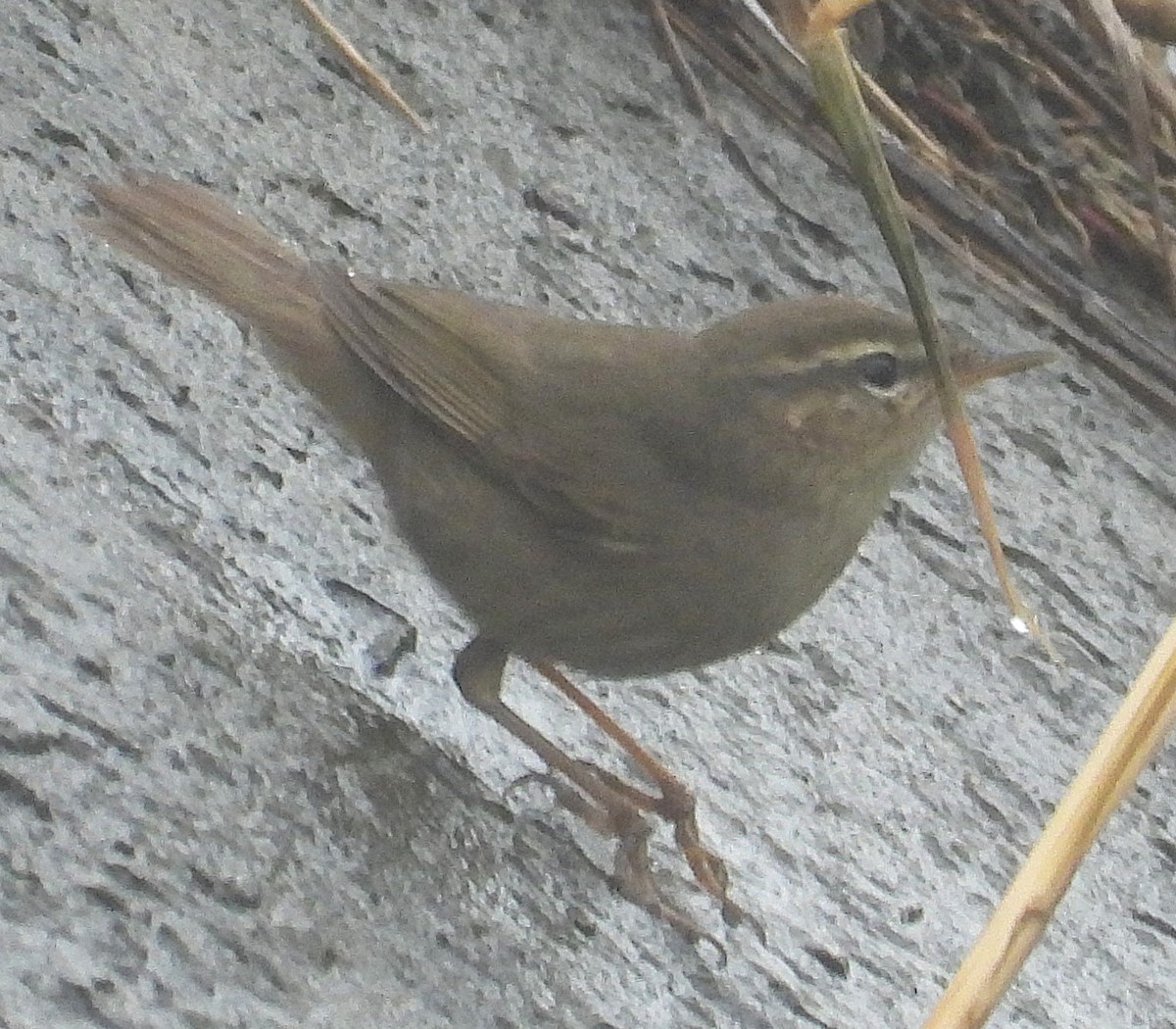 Dusky Warbler - ML647274505