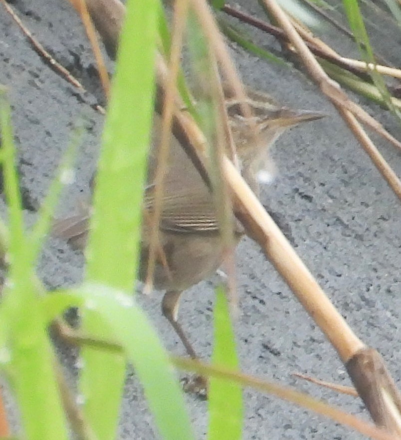 Dusky Warbler - ML647274506