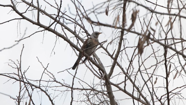 drozd kvíčala - ML647274508