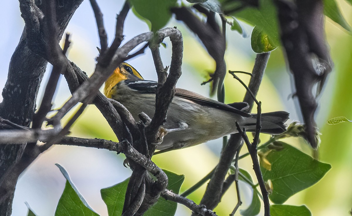 Blackburnian Warbler - ML647274509