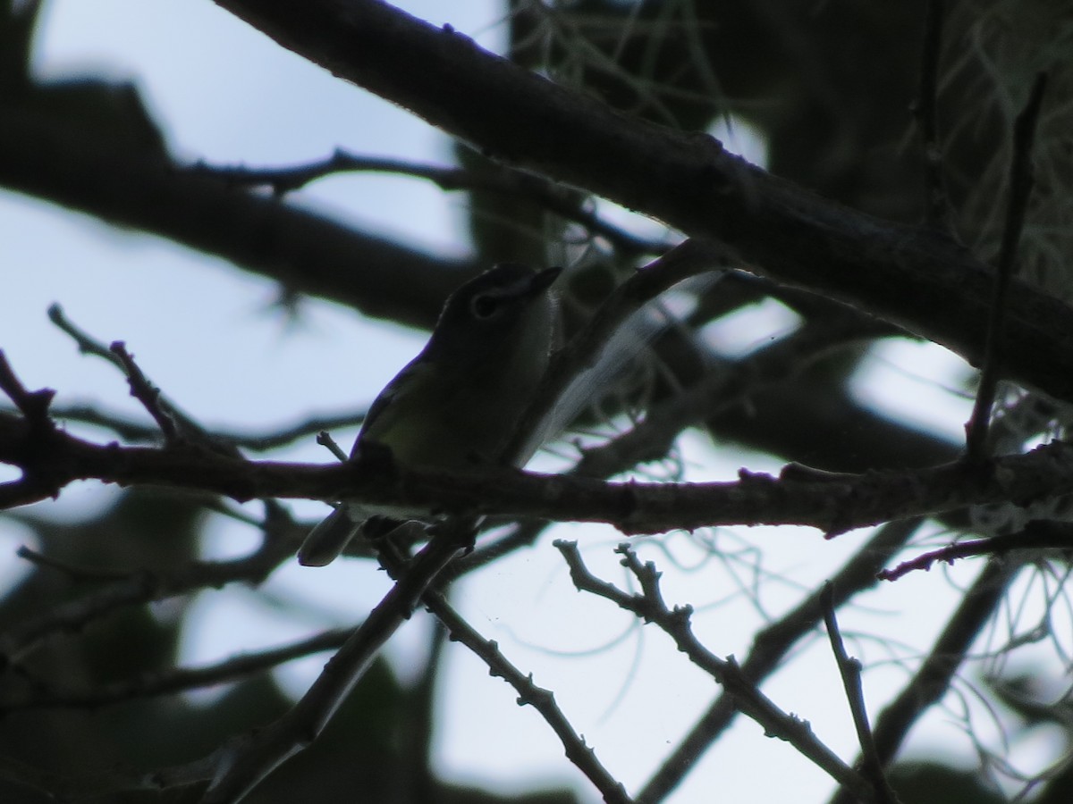 Mavi Başlı Vireo - ML647274510