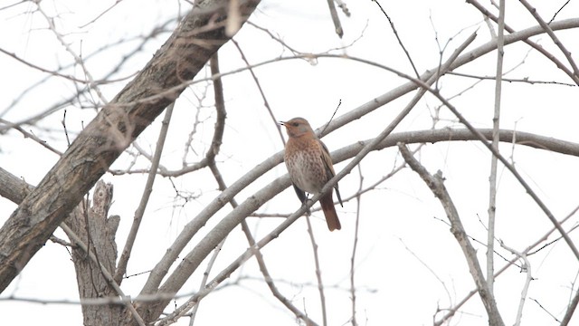 Дрізд Наумана - ML647274511