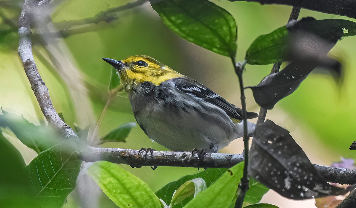 Black-throated Green Warbler - ML647274512