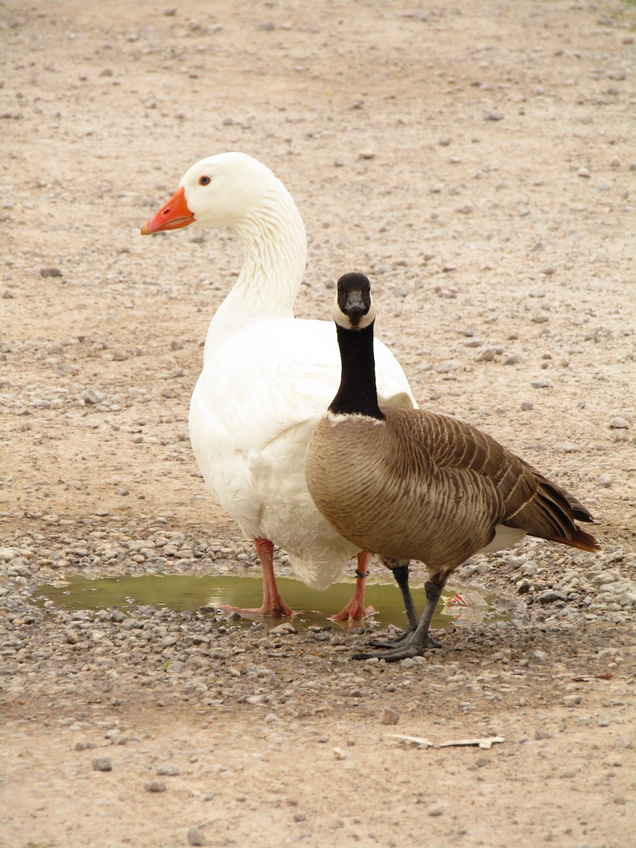 husa velká (domestikovaná) - ML647274513