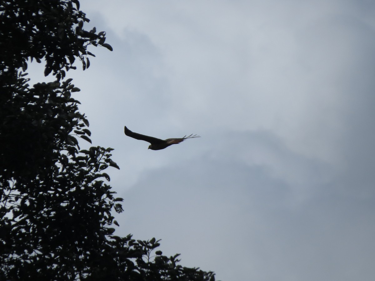 Kızıl Kuyruklu Şahin - ML647274518