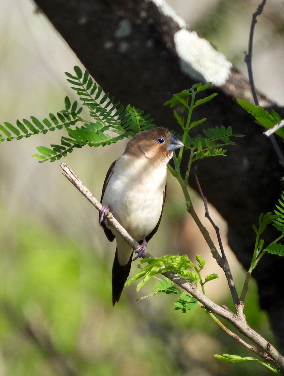 アフリカギンバシ - ML647274520