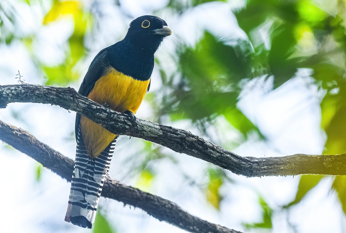 Trogon pattu - ML647274525