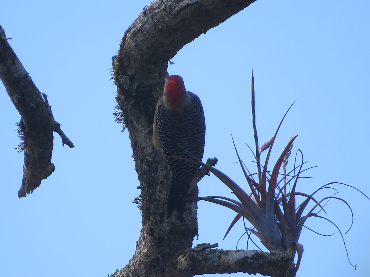 Altın Alınlı Ağaçkakan - ML647274534